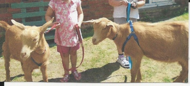 goats ata pre school