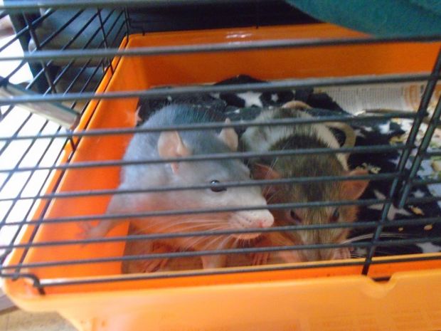 visiting rats jan 2020